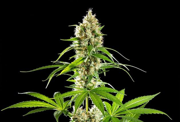 Sunset Sherbet feminised cannabis seeds by Kannabia for indoor and outdoor